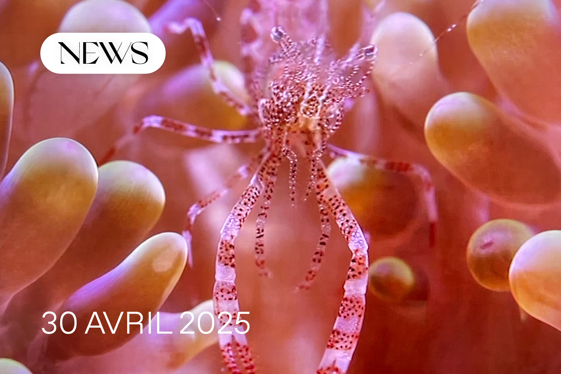 30 avril : les news de cette semaine